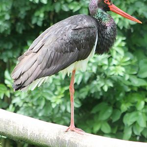 Black stork