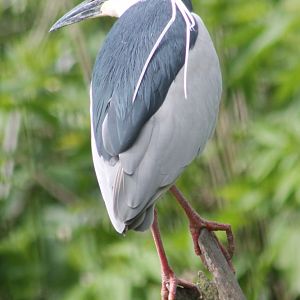 Black-crowned night heron