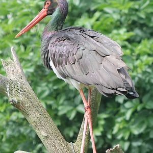 Black stork