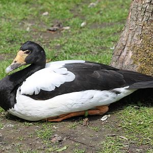 Magpie goose