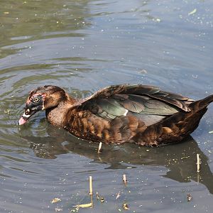 Muscovy duck
