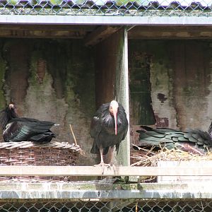 Nesting Northern bald ibisses