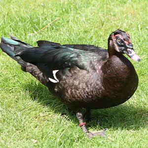 Muscovy duck