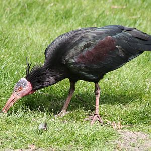 Northern bald ibis