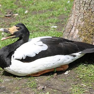Magpie goose