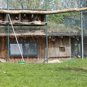 Northern bald ibis-aviary
