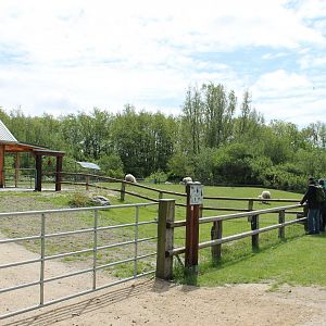Sheep-enclosure