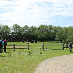 Rhea and Alpaca-enclosure