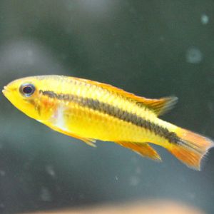 Cichlid ID