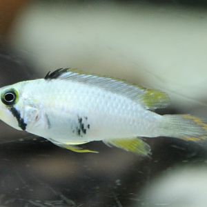 Cichlid ID