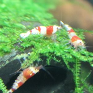 Dwarf freshwater shrimps ID