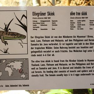 Sign Olive tree skink