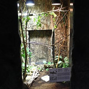 Enclosure Olive tree skink