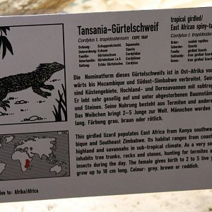 Sign Tropical girdled lizard