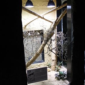 Enclosure Tropical girdled lizard