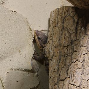 Tropical girdled lizard