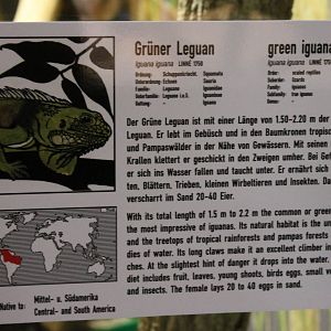 Sign Green iguana