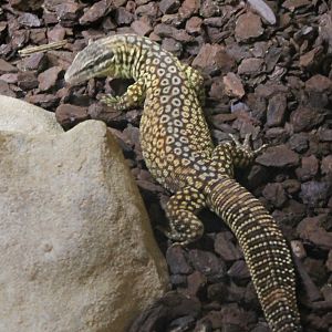 Varanus acanthurus