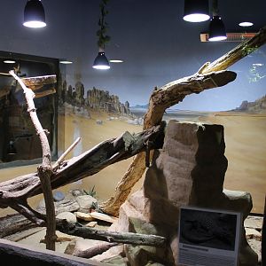 Enclosure Varanus acanthurus