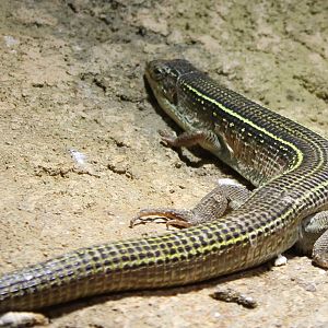 Yellow-throated plated lizard