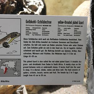 Sign Yellow-throated plated lizard