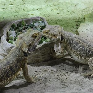 Bearded dragons