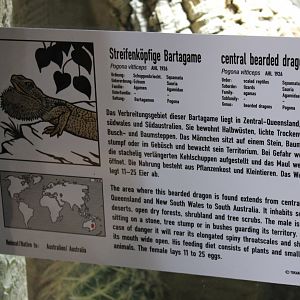 Sign Central bearded dragon