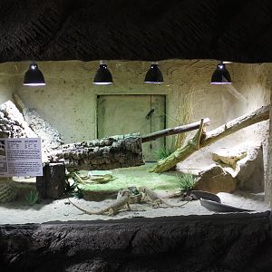 Enclosure Central bearded dragon
