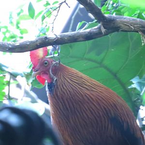 Sri Lankan Junglefowl | Jungleworld | The Bronx Zoo