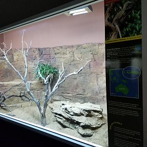 New Komodo Dragon Exhibit