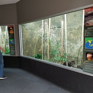 Dallas Zoo New King Cobra Exhibits