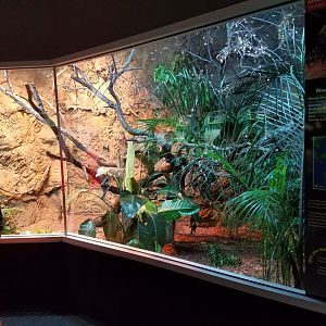 New Crocodile Monitor Exhibit