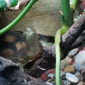 New Turtle Species ID?