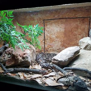 Return of the Common Death Adder Exhibit