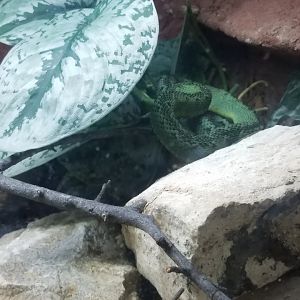 New Snake Species ID?