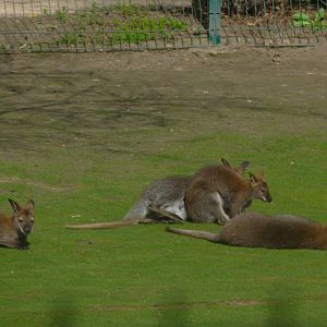 Red-necked Wallabies