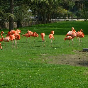 Flamingoes