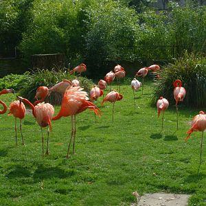 Flamingoes