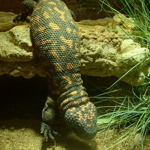 Gila Monster