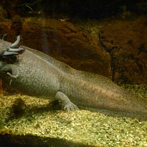 Axolotl