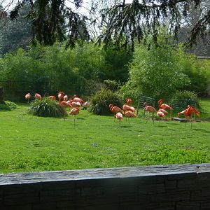 Flamingoes