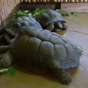 Giant Tortoises