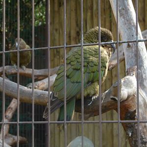 Kea