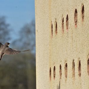 Home for the Summer - Sand Martin at Attenborough NR, 27/03/17