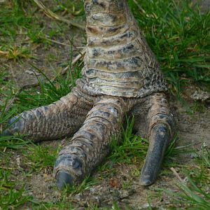 Cassowary foot