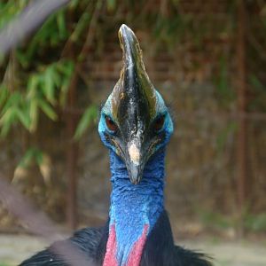 Cassowary
