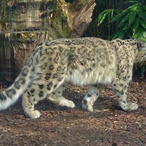 Snow Leopard