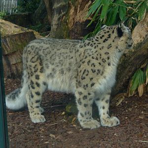 Snow Leopard