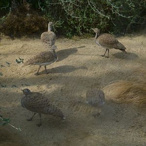 Little Bustards