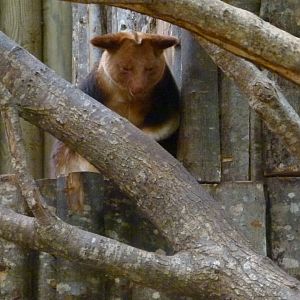 Tree Kangaroo